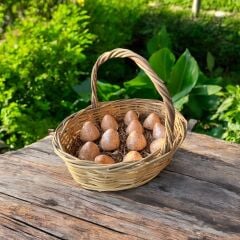 BAHARATLI SÜRK (ADET)